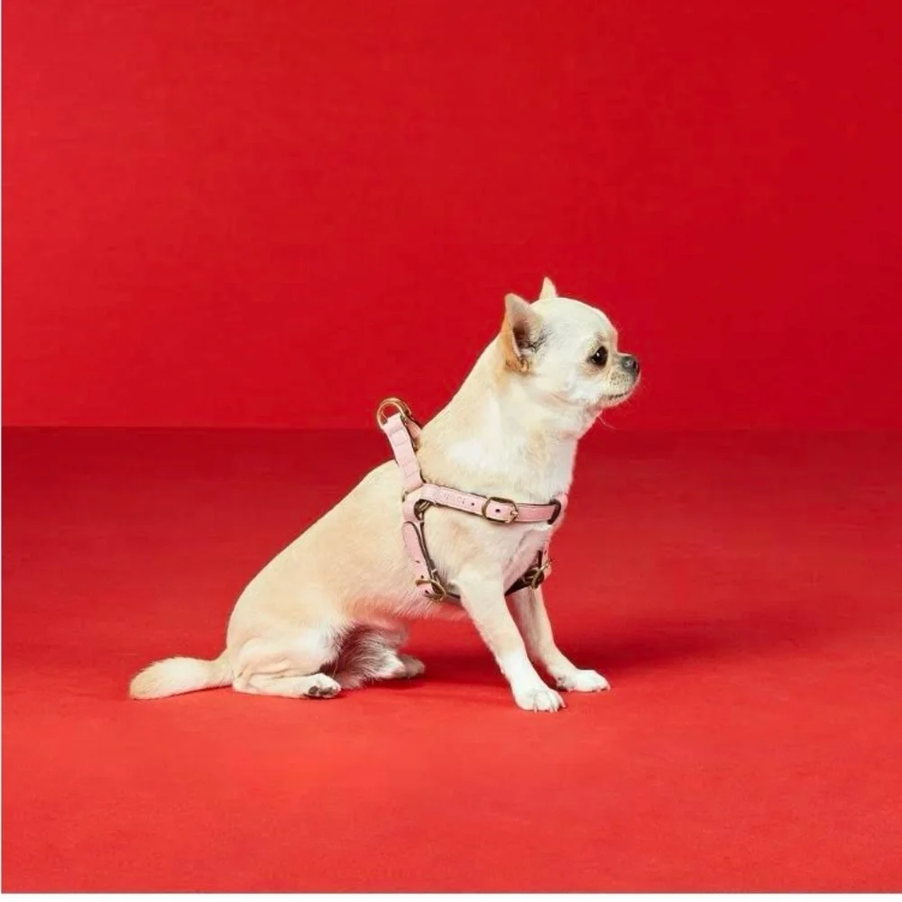 New Gucci dog leash/harness